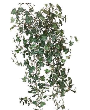 L'edera artificiale Deluxe Rich Green-White da 90 cm ha rigogliose foglie lobate verdi e bianche su steli finali, che risaltano magnificamente su un semplice sfondo bianco.