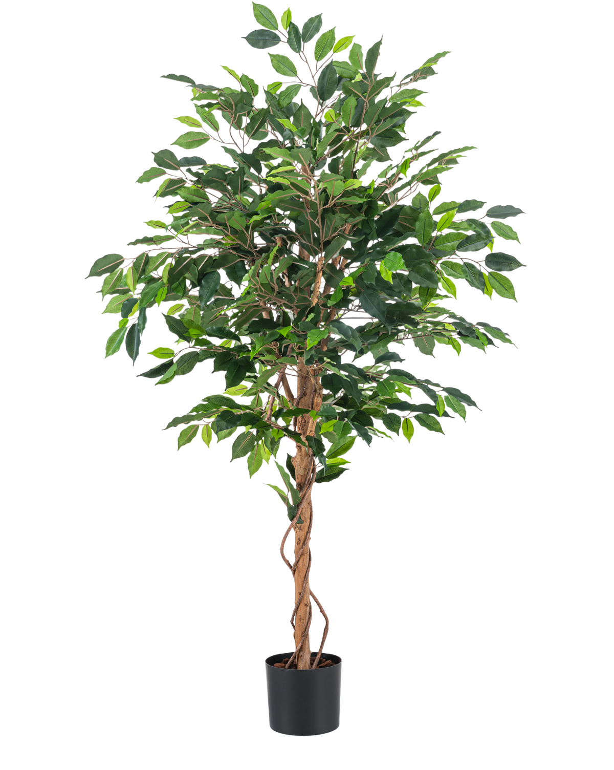 La pianta artificiale Ficus Green da 150 cm ha diverse foglie verdi e steli marroni intrecciati in un semplice vaso nero, su uno sfondo bianco a tinta unita.
