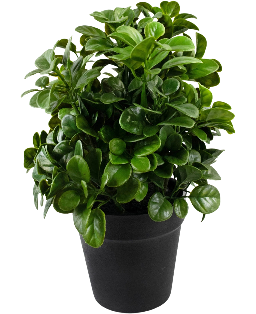 La petunia artificiale da 24 cm ha foglie verdi dense, rotonde e lucide su steli corti, disposte in un semplice vaso nero su uno sfondo bianco a tinta unita.