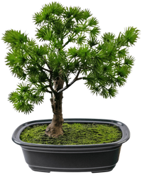 Bonsai artificiale Ginepro 20 cm