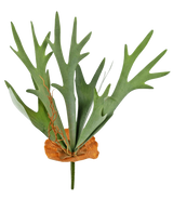 De Kunstplant Staghorn 53 cm heeft groene, geweivormige bladeren en een bruine, schildachtige basis, tegen een effen witte achtergrond.