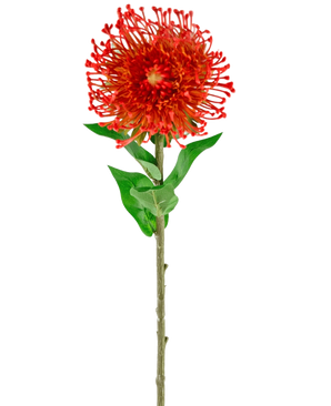 De Kunstbloem Protea 73 cm rood heeft levendige rode bloemblaadjes, groene bladeren en een lange slanke steel, waardoor het een opvallende kunstbloem is die blijvende schoonheid toevoegt aan elke ruimte.