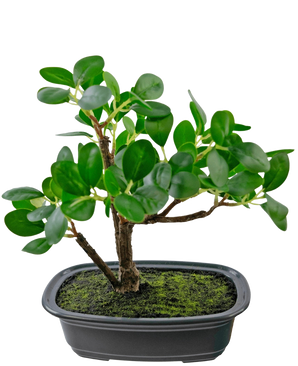 La pianta artificiale Bonsai Ficus da 20 cm ha foglie verdi spesse e ovali ed è posta in un vaso nero poco profondo con terreno muschioso, su uno sfondo bianco a tinta unita.