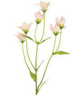 De Kunstbloem Aster 60 cm roze heeft een steel met meerdere lichtroze, klokvormige bloemen en groene bladeren. De delicate kunstbloemblaadjes hebben subtiele kleurverlopen en zachte randen tegen een witte achtergrond.