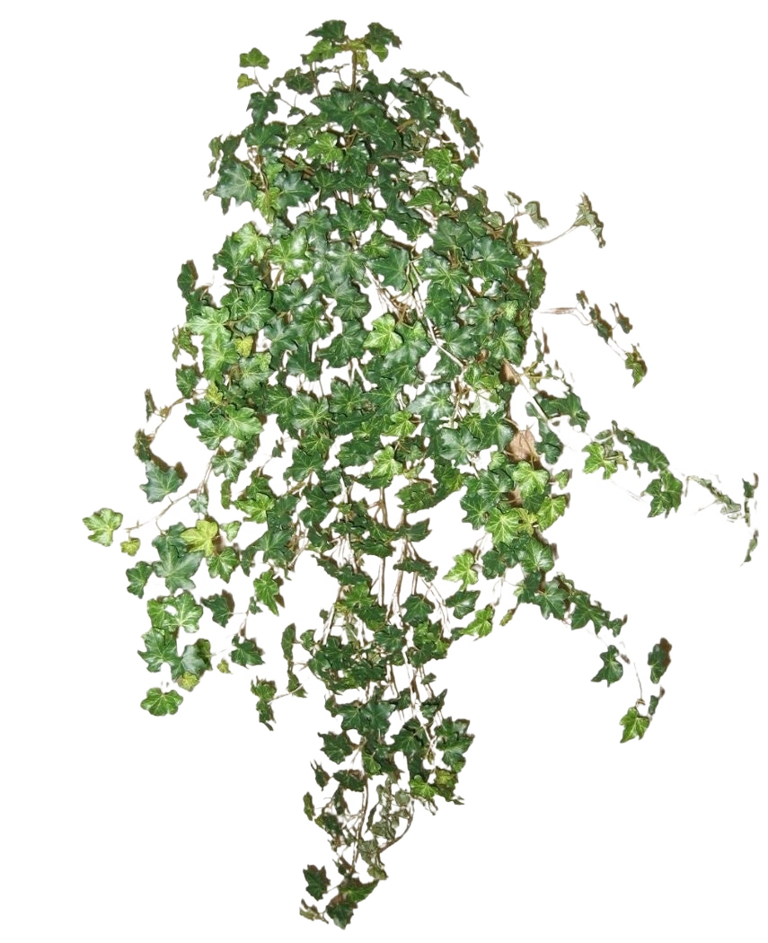 L'edera artificiale Deluxe verde da 90 cm è un grappolo di fitti rampicanti di edera verde che corrono verso il basso e verso l'esterno, isolati su un semplice sfondo bianco.