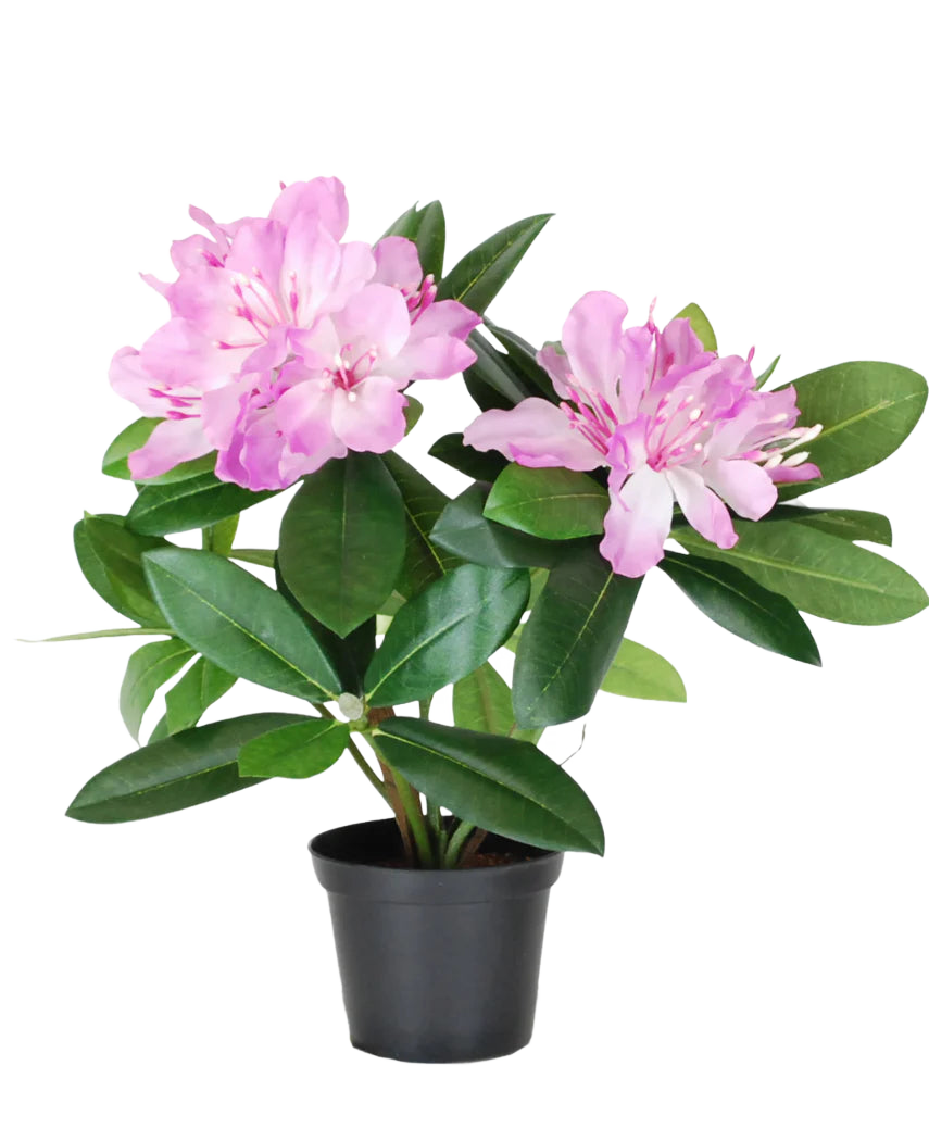 La pianta artificiale rododendro da 34 cm ha foglie verdi vivaci e mazzi di fiori rosa chiaro in un piccolo vaso nero, su uno sfondo bianco a tinta unita.