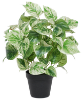 De Kunst Goudrank groen-wit in pot UV 35 cm heeft hartvormige groene en witte bonte bladeren in een eenvoudige zwarte pot, geïsoleerd afgebeeld tegen een witte achtergrond.
