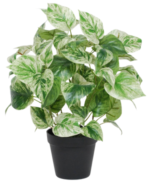 La vite dorata artificiale verde-bianca in vaso UV 35 cm ha foglie variegate verdi e bianche a forma di cuore in un semplice vaso nero, isolate su uno sfondo bianco.