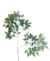 La Foglia Artificiale Ming Aralia 50 cm verde ignifuga è una pianta artificiale alta e slanciata con steli sottili e mazzi di foglie verdi con bordi seghettati su uno sfondo bianco semplice.