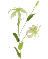 Il fiore artificiale Gloriosa 81 cm bianco ha uno stelo verde con foglie lunghe e sottili e due fiori verde chiaro a forma di ragno con petali stretti e arricciati, stami gialli e un bocciolo chiuso nella parte superiore per un fascino realistico.