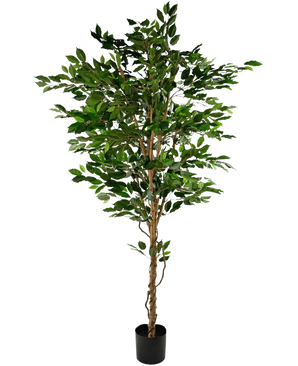 De Kunstplant Ficus Groen 210 cm is een hoge kunstficus met weelderige groene bladeren en verschillende slanke bruine stammen, in een kleine zwarte pot tegen een witte achtergrond.