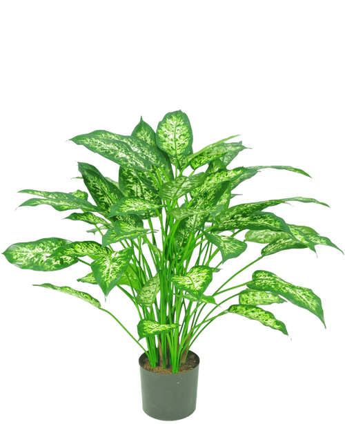 La pianta artificiale Dieffenbachia 75 cm è una pianta in vaso verde con grandi foglie appuntite con sfumature variegate verde chiaro e bianco, raffigurate su uno sfondo bianco a tinta unita.