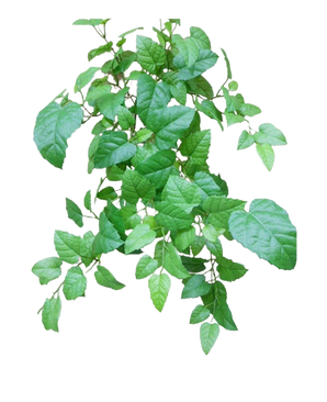 De Kunst Hangende Huiswijnstok Groen 70cm heeft levendige groene bladeren met zichtbare nerven en stelen, gerangschikt in een frisse, natuurlijke tros tegen een effen witte achtergrond.