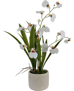 L'Oncidium Real Touch artificiale bianco da 48 cm presenta orchidee bianche realistiche con foglie verdi, splendidamente disposte in un vaso di ceramica semplice, rotondo e di colore chiaro.