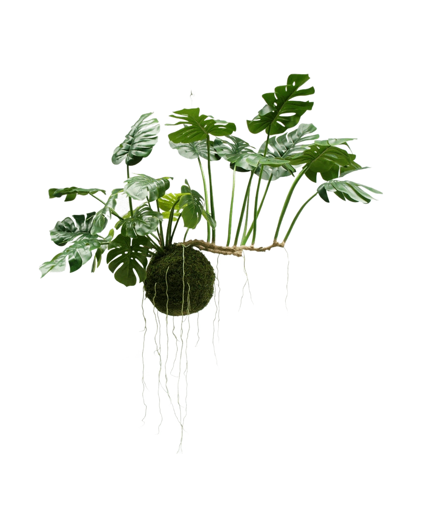La pianta pensile artificiale Monstera Deluxe 80 cm, con foglie verdi lussureggianti e lunghe radici visibili, pende su uno sfondo bianco e dona immediatamente ai tuoi interni un aspetto tropicale.