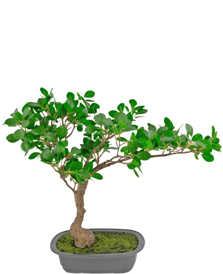 La pianta artificiale Bonsai Ficus da 40 cm ha un tronco snello e ricurvo con fitte foglie verdi in un vaso rettangolare poco profondo con muschio sopra, su uno sfondo bianco.