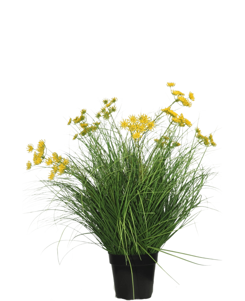 La pianta di erba artificiale Asteraceae ignifuga da 70 cm ha foglie verdi lunghe e sottili e mazzi di piccoli fiori gialli in un vaso nero, che è una pianta di erba artificiale a bassa manutenzione su uno sfondo bianco semplice.
