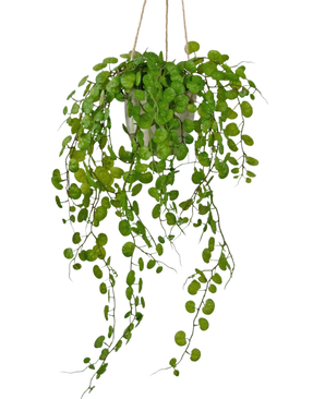 La pianta succulenta artificiale pensile in vaso di cemento da 43 cm ha lunghe foglie verdi pendenti dalle forme rotonde ed è appesa con una corda su uno sfondo bianco.