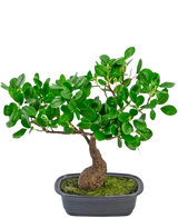 De Kunstplant Bonsai Ficus 30 cm heeft een kleine, gebogen stam en dicht glanzend groen blad, in een ondiepe zwarte pot met mos. Hij is perfect voor elke ruimte en steekt mooi af tegen een effen witte achtergrond.