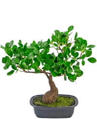 Bonsai artificiale Ficus 30 cm