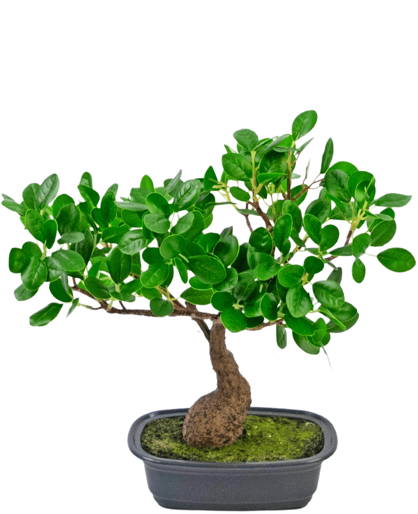 La pianta artificiale Bonsai Ficus da 30 cm ha un tronco piccolo e ricurvo e foglie dense di colore verde lucido, in un vaso nero poco profondo con muschio. È perfetto per qualsiasi stanza e risalta magnificamente su un semplice sfondo bianco.