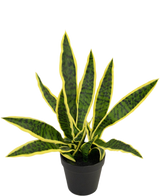 De Kunstplant Sansevieria Laurentii 44 cm in sierpot heeft lange, rechtopstaande groene bladeren met gele randen, weergegeven in een zwarte pot tegen een witte achtergrond.