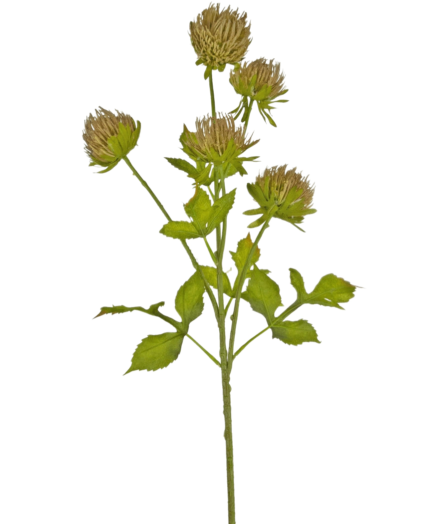 Il fiore artificiale di cardo marrone da 66 cm ha uno stelo verde con diverse foglie ramificate e sei capolini marroni e sottili su uno sfondo bianco semplice.