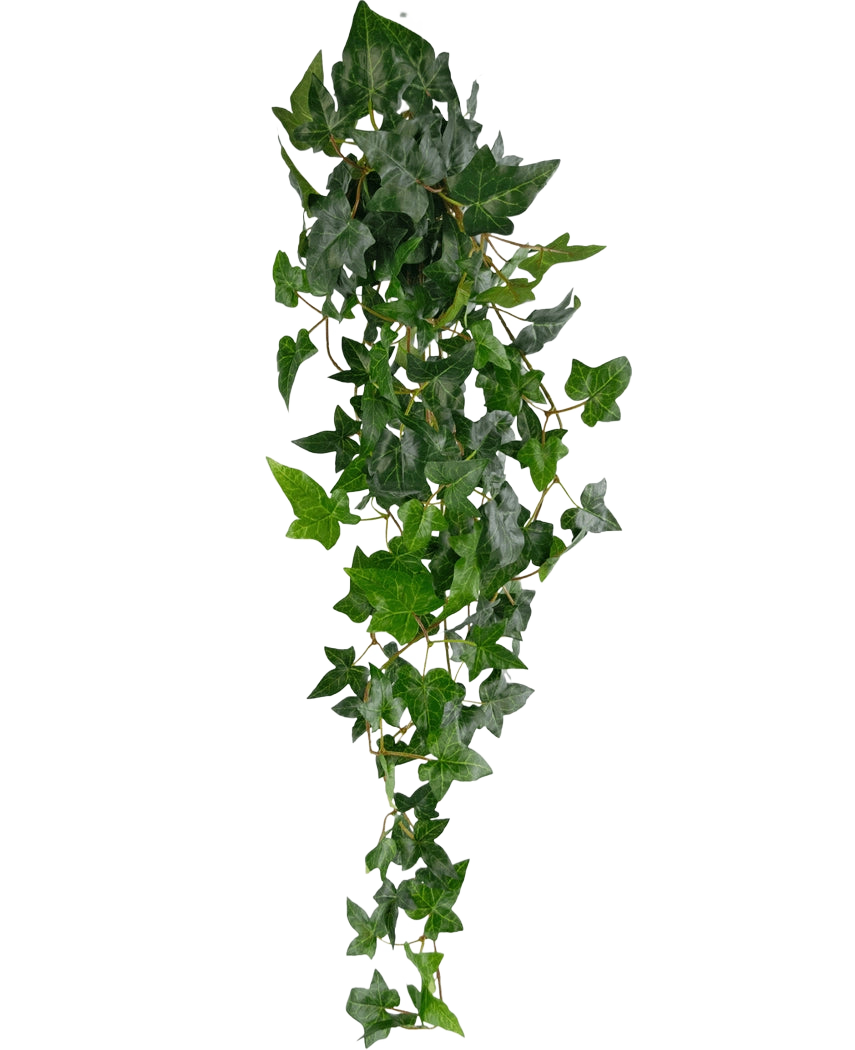 La pianta pensile artificiale Ivy Boston verde da 100 cm ha foglie verdi appuntite su steli lunghi e sottili, che creano un realistico effetto di edera rampicante su uno sfondo bianco semplice.
