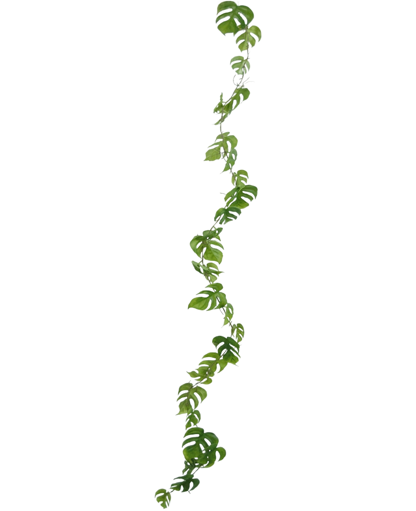 La pianta rampicante artificiale Monstera 182 cm è una lunga liana artificiale con foglie verdi dalla forma naturale, che pende verticalmente su uno sfondo chiaro e semplice.
