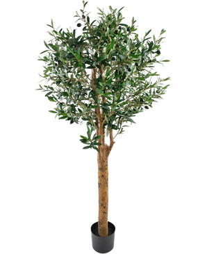 L'olivo artificiale UV 155 cm è una pianta artificiale Easyplants in vaso con un tronco alto marrone, foglie verdi dense e piccole olive nere, eleganti su uno sfondo bianco semplice.