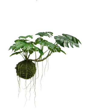 La pianta pensile artificiale Monstera Deluxe 60 cm ha grandi foglie verdi e lunghe radici che pendono da una palla di muschio, che crea un'atmosfera tropicale su uno sfondo bianco.