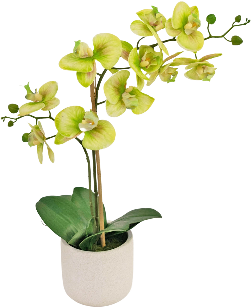 L'orchidea artificiale Real Touch 60 cm verde è un'orchidea artificiale in vaso con fiori verde chiaro e gialli, diversi boccioli verdi su steli lunghi e larghe foglie verde scuro in un semplice vaso bianco.