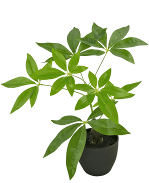 La Pachira artificiale da 30 cm è un albero dei soldi artificiale in vaso con tronchi multipli e foglie verdi lucide in un vaso nero, su uno sfondo bianco semplice.