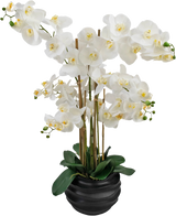 L'orchidea artificiale Real Touch bianca da 85 cm ha grandi fiori di orchidea bianchi con un cuore giallo e foglie verdi lucide, splendidamente disposti in un vaso di ceramica nera.