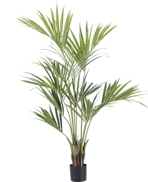 De Kunstplant Kentia Palm 150 cm is een hoge palm in pot met lange, slanke groene bladeren en meerdere stammen, tegen een effen witte achtergrond.
