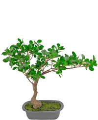 Bonsai artificiale Ficus 40 cm