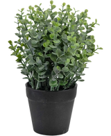 De Kunstplant Pumila 23 cm is een kleine groene potplant met ronde bladeren in een eenvoudige zwarte pot, afgebeeld tegen een witte achtergrond.