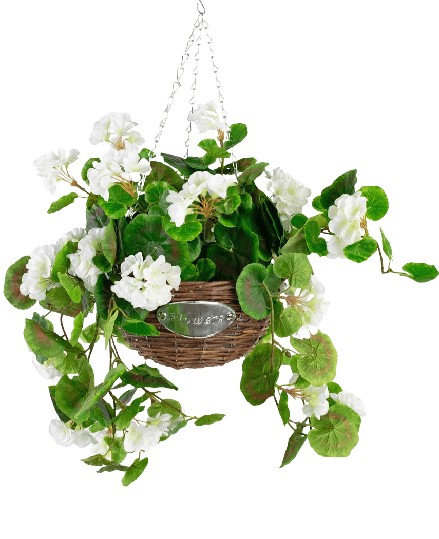 La begonia artificiale bianca in cesto UV 70 cm ha foglie verdi e fiori di begonia bianchi in un cesto di vimini con una catena di metallo, su uno sfondo bianco semplice.