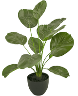 De Kunst Calathea 58 cm groen heeft grote, glanzende, hartvormige groene bladeren op lange stelen en wordt geleverd in een eenvoudige ronde zwarte pot tegen een witte achtergrond.