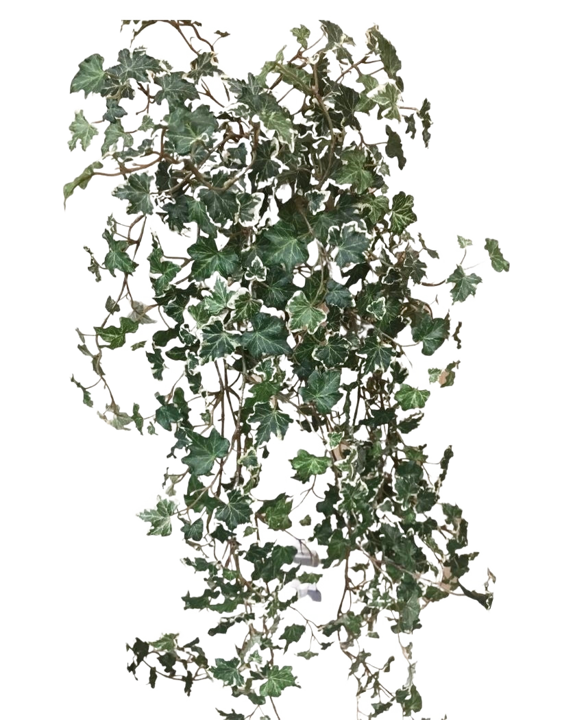 L'edera artificiale Deluxe Rich Green-White da 90 cm ha rigogliose foglie lobate verdi e bianche su steli finali, che risaltano magnificamente su un semplice sfondo bianco.