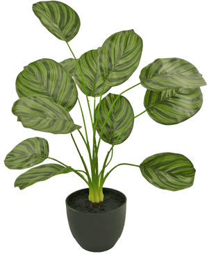 La Calathea artificiale 58 cm verde scuro è una pianta artificiale con grandi foglie ovali a strisce verde scuro, esposte in un vaso nero su uno sfondo bianco semplice.