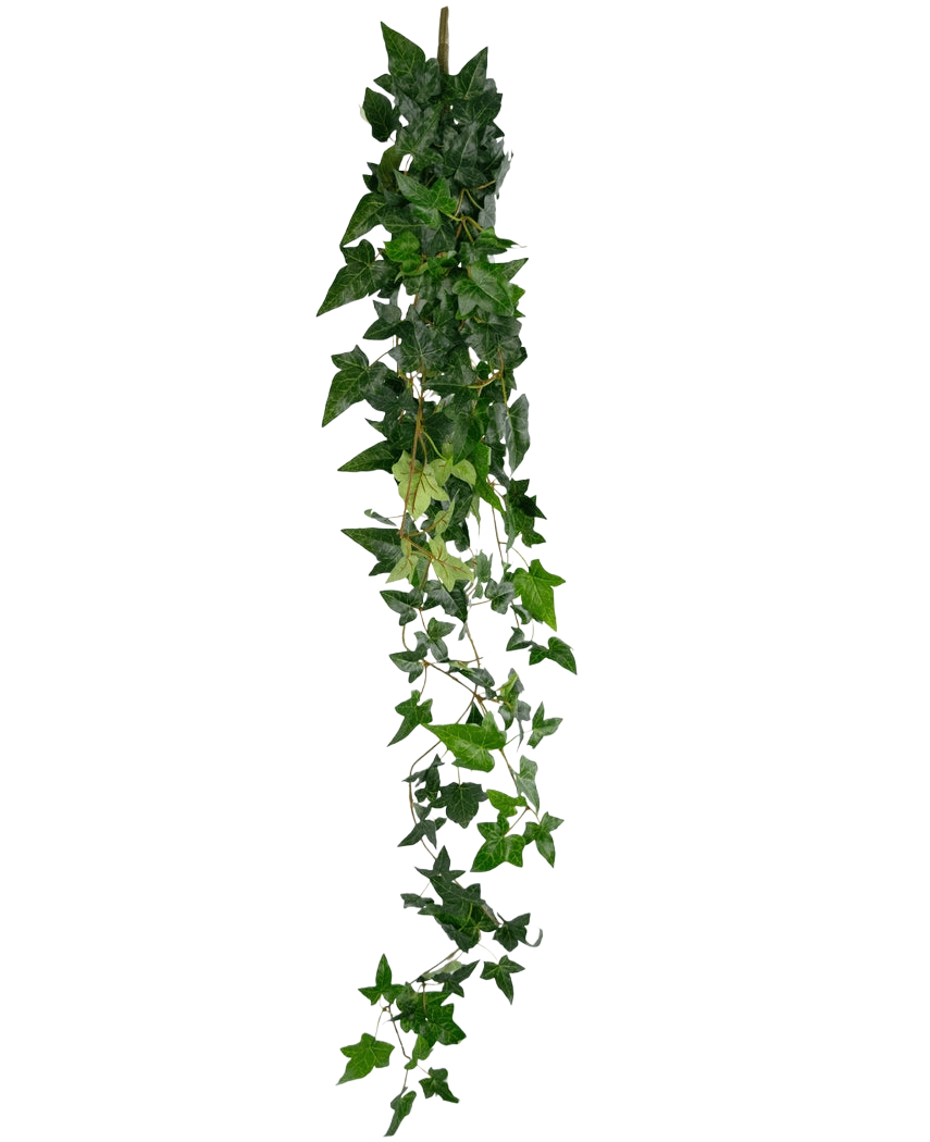 La pianta pensile artificiale Ivy Boston 120 cm verde ha un lungo filo di edera verde artificiale con foglie dense e appuntite che cadono su uno sfondo bianco semplice.