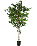 La pianta artificiale Ficus Green 210 cm è un albero artificiale alto con foglie verdi e diversi tronchi marroni sottili, in un vaso nero compatto su uno sfondo bianco a tinta unita.