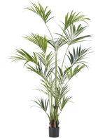 De Kunstpalm Kentia 220 cm heeft lange, slanke groene bladeren en meerdere stelen - ideaal om kunstplanten elegantie te geven aan elk tropisch interieur. Hier afgebeeld tegen een effen witte achtergrond.
