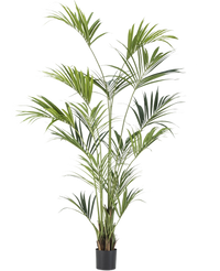 Palma finta Kentia 220 cm