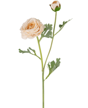 De Kunstranonkel Real Touch Crème 60cm heeft een steel met groene bladeren die twee crèmekleurige ranonkelbloemen ondersteunen - de ene volledig open, de andere nog in knop.