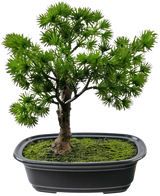 La pianta artificiale bonsai ginepro da 20 cm ha foglie verdi dense e appuntite in un vaso rettangolare nero con muschio, su uno sfondo bianco a tinta unita.