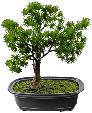 La pianta artificiale bonsai ginepro da 20 cm ha foglie verdi dense e appuntite in un vaso rettangolare nero con muschio, su uno sfondo bianco a tinta unita.