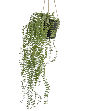 De Kunst hangplant Pumila 81 cm in pot heeft lange, slingerende groene ranken met kleine ronde bladeren in een zwarte hangpot, opgehangen aan beige touwen tegen een effen witte achtergrond.