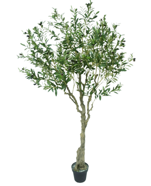 L'Ulivo Artificiale 200 cm ha un tronco sottile di colore marrone chiaro, numerose foglie verdi e piccole olive scure sui rami. Questo olivo artificiale sembra realistico su uno sfondo bianco.